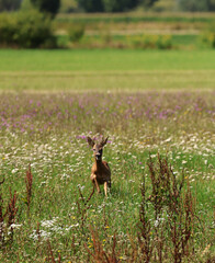 Roe deer fleeing from the hunt and the hunter © Andrea Geiss