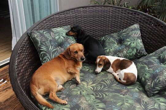 cachorros a vontade em casa 