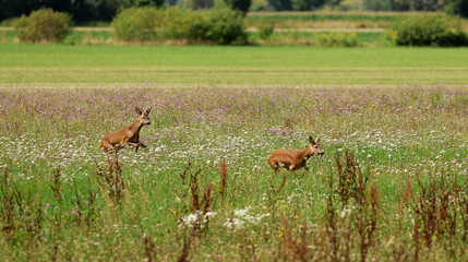 Fototapeta premium Roe deer fleeing from the hunt and the hunter
