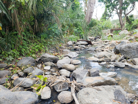 Shallow rocky stream through tropical jungle