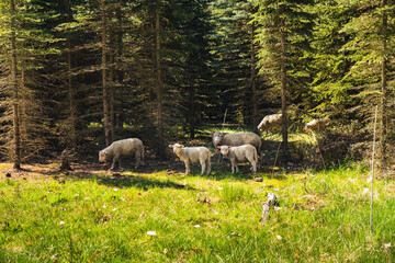 a flock of sheep in a clearing against a background of trees © michal812