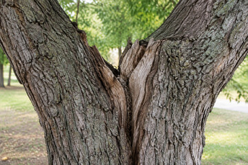 Obraz premium Split tree trunk growing in opposite directions, revealing dried wood inside.