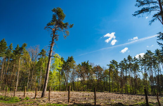 a single pine tree in a cleared section of the forest