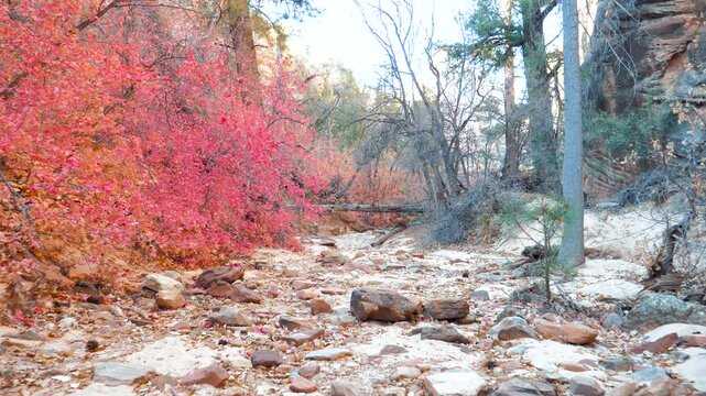 Forward walking shot along a dry, rocky creek bed in a narrow canyon, surrounded by vibrant red and orange fall foliage and leafless trees, capturing the beauty of the autumn season