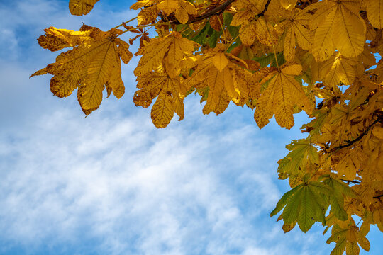 Seasonal transformation unfolds in horse chestnut foliage shifting from green to ochre beneath clouds in Norway's Telemark region, suited to autumn change and botanical background content.