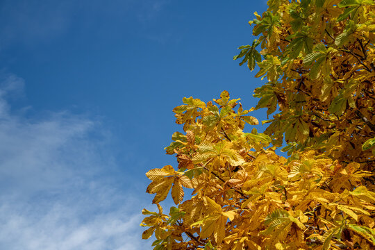 Autumn passage appears across rural Telemark as horse chestnut leaves turn from green to gold against a broad blue sky, offering seasonal change, nature design and passage of time stories from Norway.