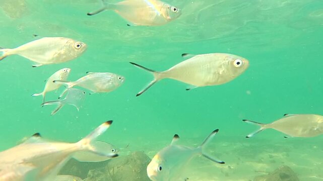Group of juvenile Pompano and Oblada melanura fish swimming together near surface in shallow clear sea, underwater video