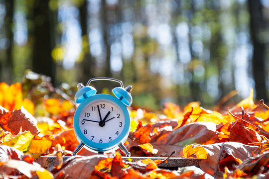 Blue alarm clock among fallen autumn leaves in a sunlit forest