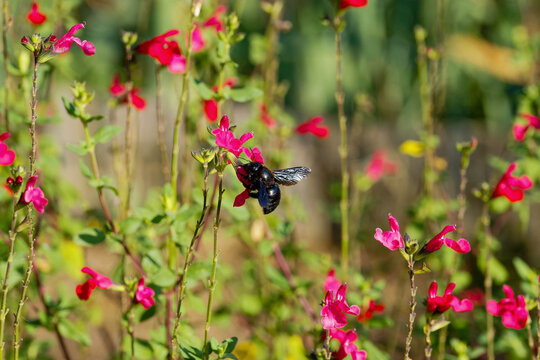 Xylocopa violacea. Violet carpenter bee with a hairy, black body, translucent wings with metallic crimson-brown and purple reflectionsgathering nectar from a sage flower