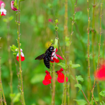  (Xylocopa violacea) A Carpenter bee, with a black body covered in hairs and bluish wings, clings with its clawed legs to a sage flower to collect the nectar.