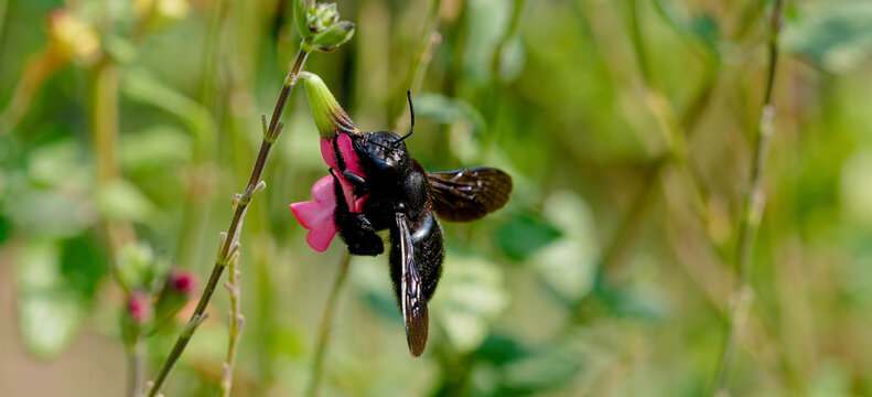 (Xylocopa violacea) Close-up of a violet carpenter bee or  black bumblebee on a sage flower, gathering nectar