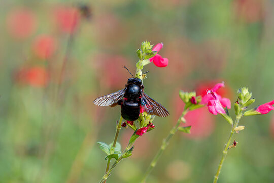 Xylocopa violacea | Violet carpenter bee - Wood-boring bee - Black bumblebee. Large, stocky black bee with smoky wings and purplish reflections Gathering nectar from a red sage