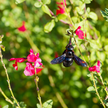 A carpenter bee or European carpenter (Xylocopa violacea) feeding on pollen and nectar on a sage flower