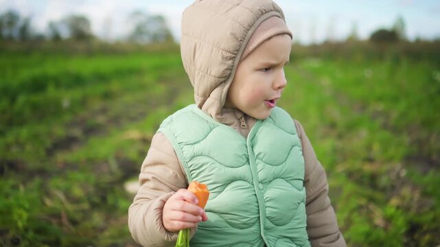 Curious toddler munching fresh carrots outdoors in sunny field. Little boy tasting healthy greens while exploring nature with delight.