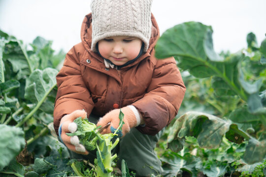 A curious little boy in a brown jacket carefully picks fresh broccoli in a sunny garden. This focused toddler explores nature while developing fine motor skills during a happy outdoor harvest.