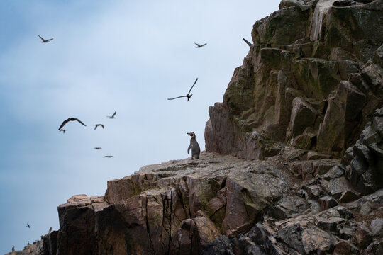Pinguin steht auf felsiger K&uuml;stenklippe, steile Felswand mit Moos, Seev&ouml;gel fliegen im bew&ouml;lkten Himmel, wilde Tierwelt in nat&uuml;rlicher Umgebung, K&uuml;stenlandschaft mit zerkl&uuml;fteten Gesteinsformationen