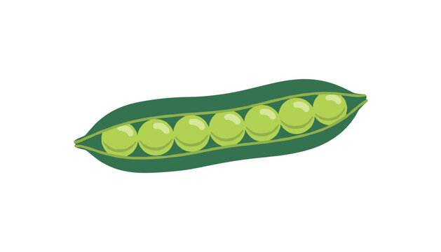 Single green pea pod open to reveal a row of fresh round peas for food and garden concepts.