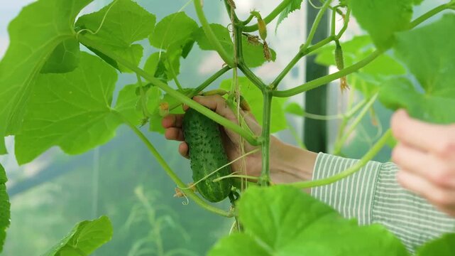 A hand gently reaches for a fresh cucumber on a lush plant in a peaceful garden. This mindful moment captures the joy of harvesting natural produce with serene connection to nature.