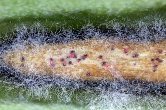 Pycnidia of Phoma lingam on the base of the stem of a Brassica rapa plant, showing pink cirrhi oozing out of each pycnidium, containing thousands of conidia. The conidia are readily splash-dispersed.