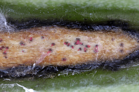 Pycnidia of Phoma lingam on the base of the stem of a Brassica rapa plant, showing pink cirrhi oozing out of each pycnidium, containing thousands of conidia. The conidia are readily splash-dispersed.