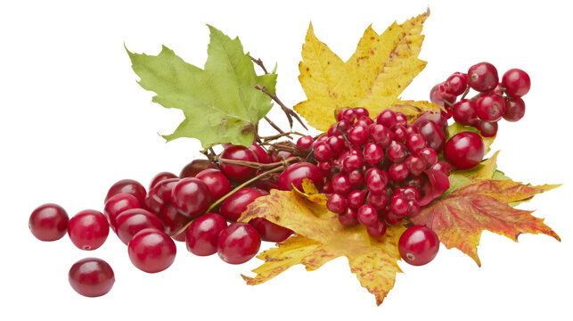 Red viburnum berries with yellow maple leaves isolated on transparent background as png file