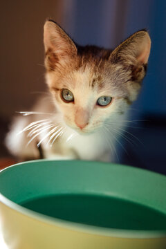 Kitten with Water Bowl