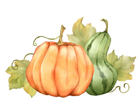 Hand-drawn illustration of an orange pumpkin and green gourd with leaves