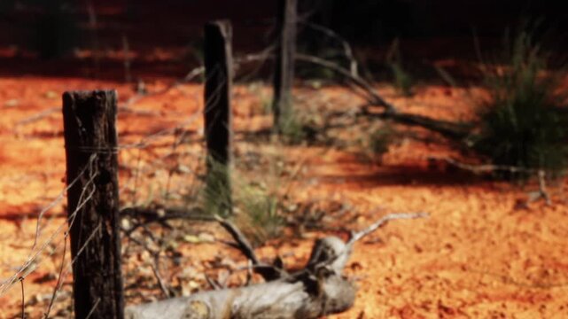 In a serene landscape, wooden fence posts stand steadfast against the striking red soil, surrounded by sparse vegetation under a cloudless sky, evoking a sense of peaceful isolation.