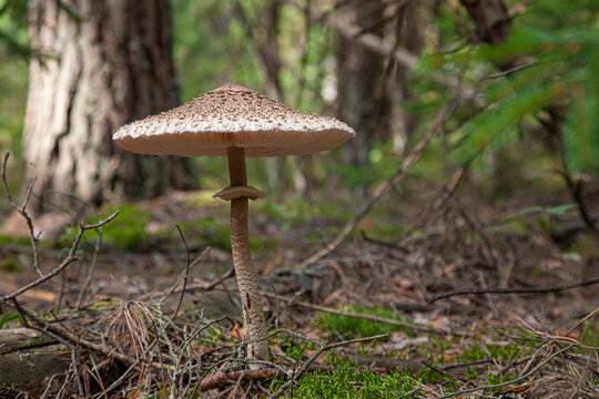 Close-up photograph of a large wild mushroom growing in a coniferous forest. 