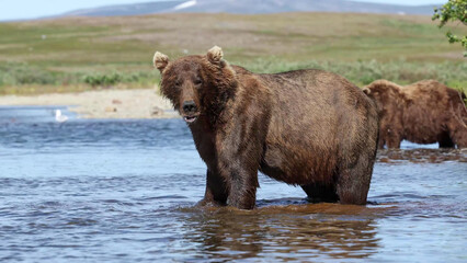 Brown Bear facing camera while wading river, second bear behind © Banu