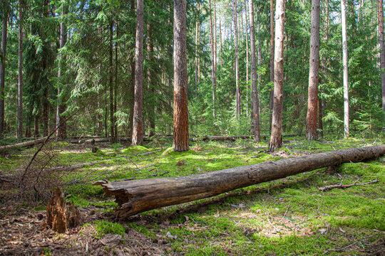 Sunlit coniferous forest with tall pine and spruce trees, lush green moss, dense evergreen foliage, and fallen logs scattered across the peaceful woodland floor
