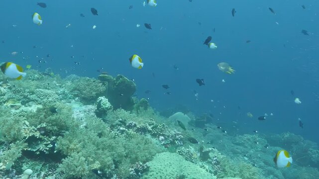 Pyramid butterflyfish swim above a Banda Sea coral reef in Indonesia, their white and yellow bodies standing out against open blue water, smaller fish and textured reef habitat.