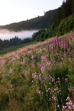 Meadow with campion flowers at sunrise with mist in the background