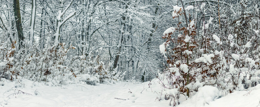 Winter forest with snow-covered bushes and trees along path
