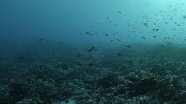 Small reef fish drift above a dark Banda Sea coral seafloor in Indonesia, with subdued light, hazy blue-green water and layered reef texture creating a low-light underwater scene.