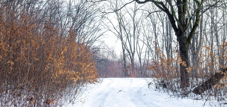 Snow covered forest road among bare trees and shrubs with dry leaves in winter