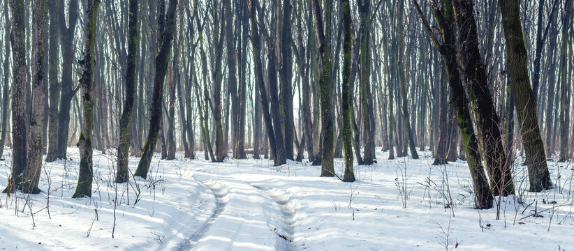 Panoramic view of winter forest with snow covered path among numerous tree trunks