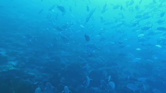 A large school of silver reef fish gathers above a Banda Sea coral reef in Indonesia, forming a dense moving aggregation with darker fish crossing the blue water around it.