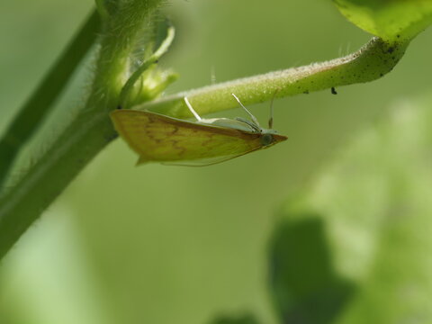 macro close-up shot of a small yellow crambid grass moth clinging upside down to a green plant stem against a clean, soft blurred natural background