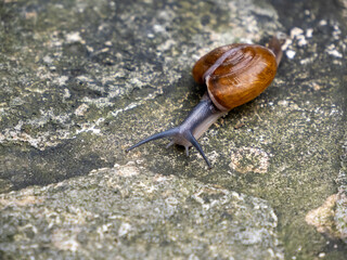 snail on a stone © James Gu