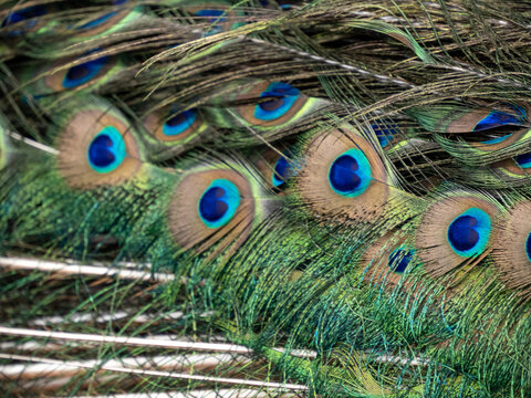 Close-up of peacock tail feathers with eyespots