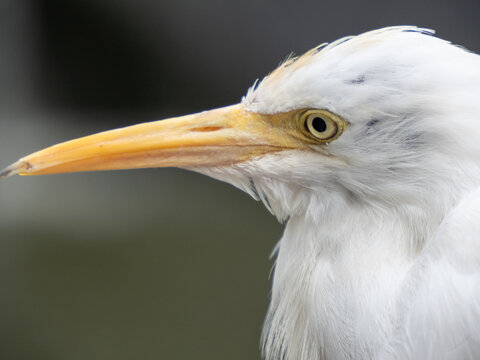 Great egret head and yellow bill close-up