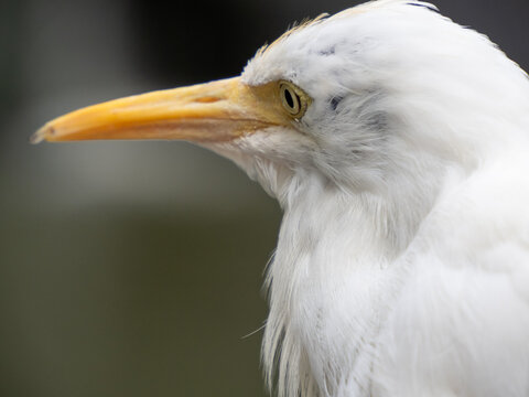 Great egret by water at Kuala Lumpur Bird Park