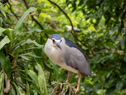 Night heron among leaves
