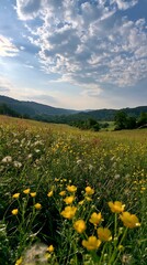Fototapeta premium German foothill meadow with yellow flowers and cloudy sky