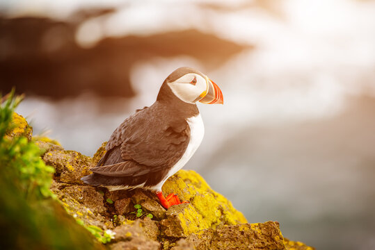 Single Atlantic puffin in Iceland