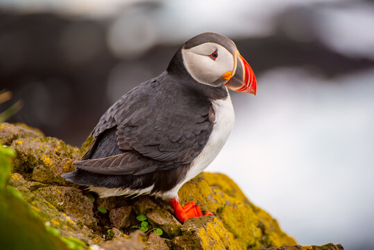 Single Atlantic puffin in Iceland