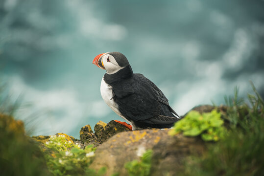 Single Atlantic puffin in Iceland
