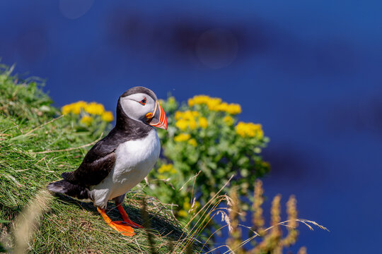 Atlantic puffin (Fratercula arctica) on the cliffs of Lunga in the Treshnish Isles in Scotland.