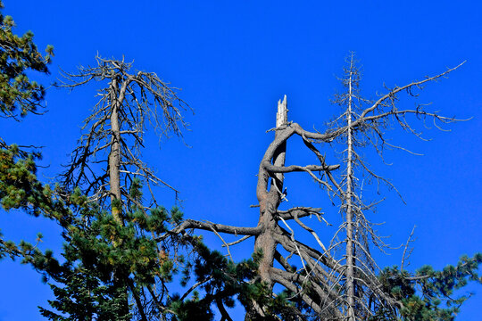 Crown dieback of forest trees the results of drying climate. Also a lightning strike decapitates central conifer, Central Sierra Nevada Mountains, California 